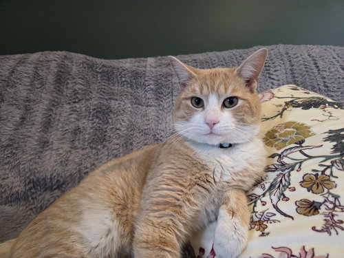 Schrodinger, an adoptable Domestic Short Hair in Trenton, NJ