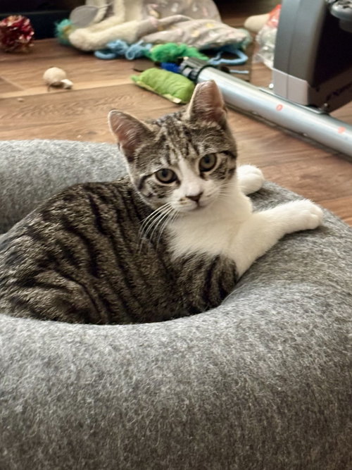 Jennifurr, an adoptable Domestic Short Hair in Trenton, NJ