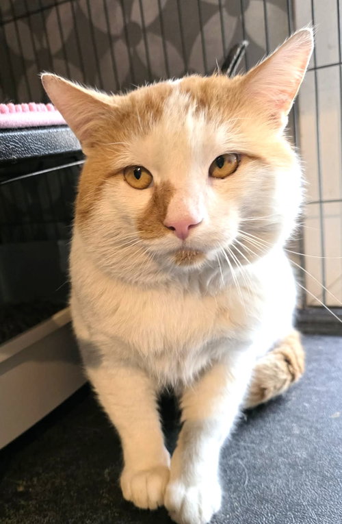 picture of the cat needing adoption