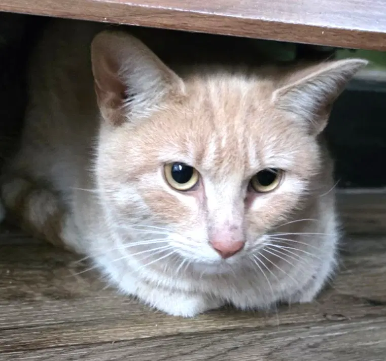 Admiral Apricott Lady Marmalade - Domestic Short Hair