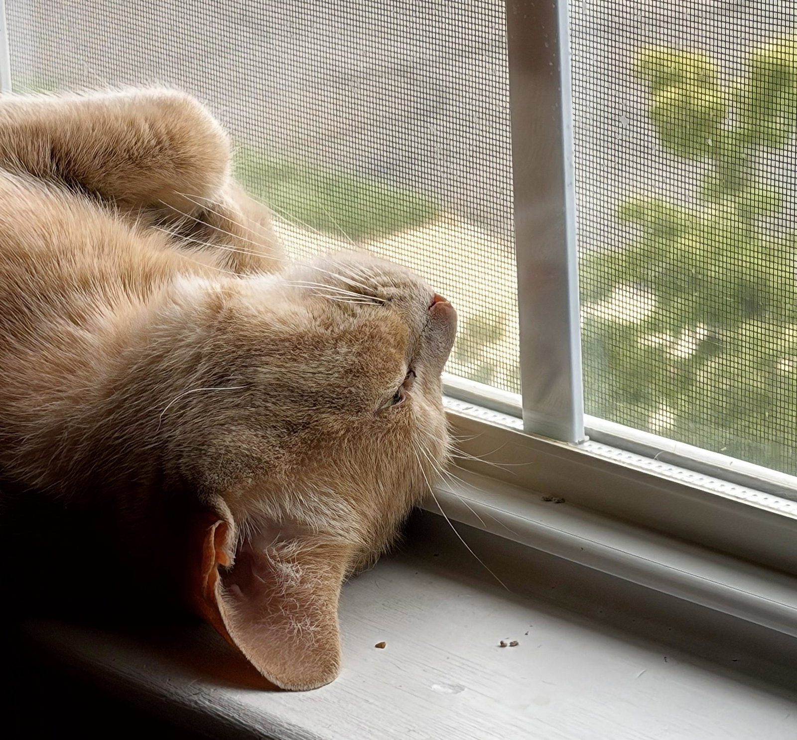 Admiral Apricott (Lady Marmalade), photo 8