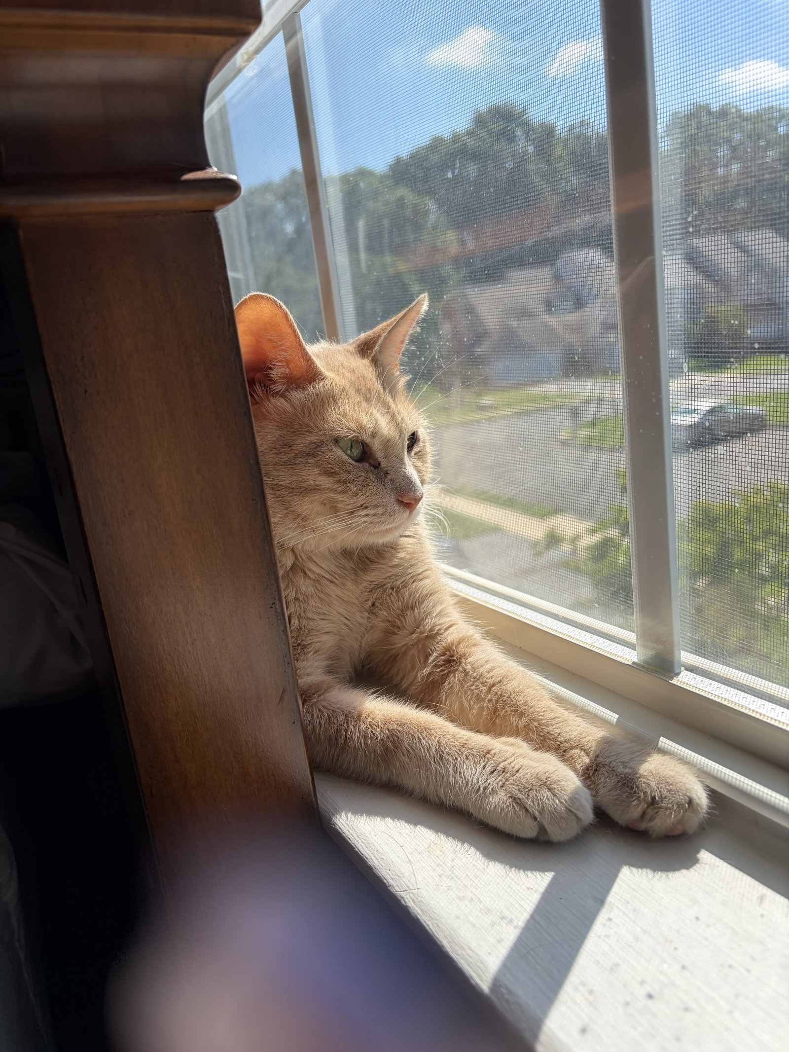 Admiral Apricott (Lady Marmalade), photo 4