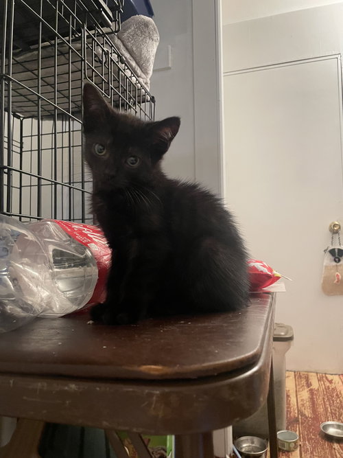 Qasim, Baby Domestic Short Hair (short coat), cat for adoption in New Brunswick, New Jersey