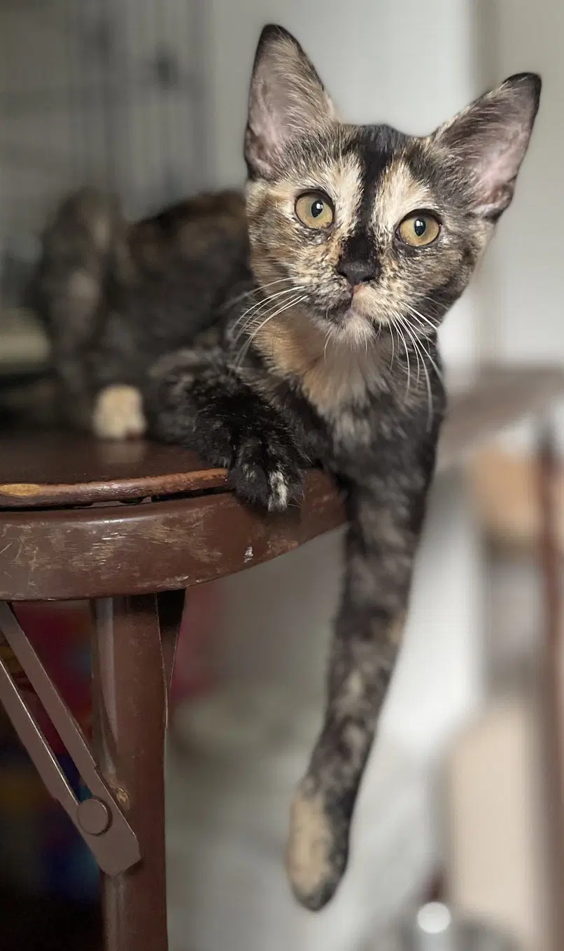 Qayla And Quynn - Domestic Short Hair
