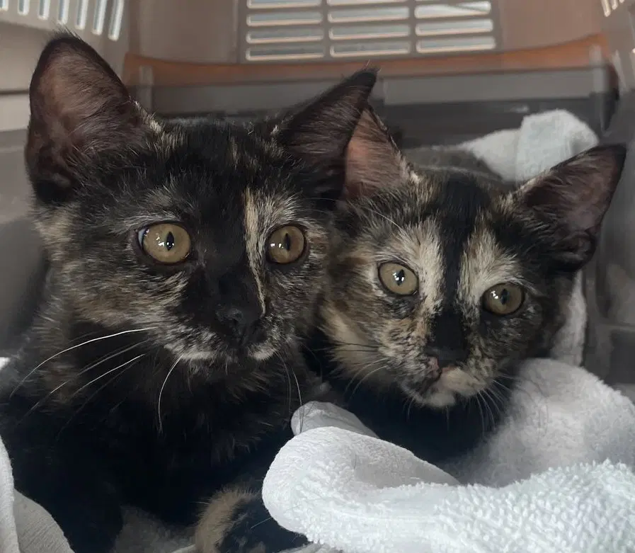 Quynn And Qayla - Domestic Short Hair