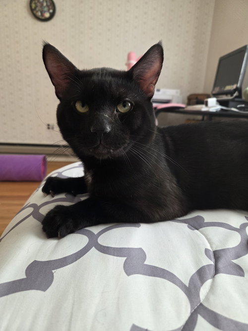 picture of the cat needing adoption