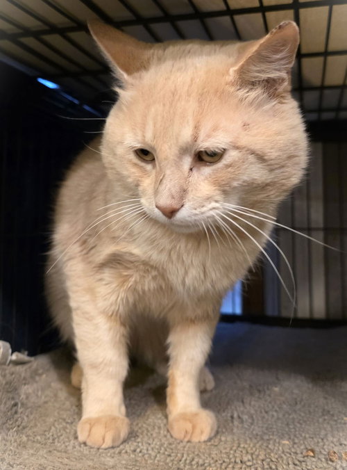picture of the cat needing adoption