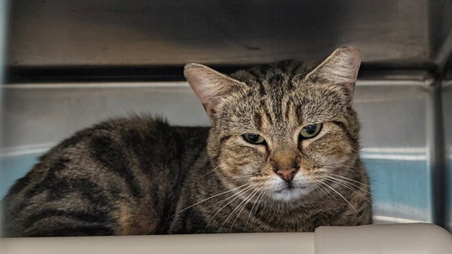 Leena (TAS #10), an adoptable Domestic Short Hair in Trenton, NJ