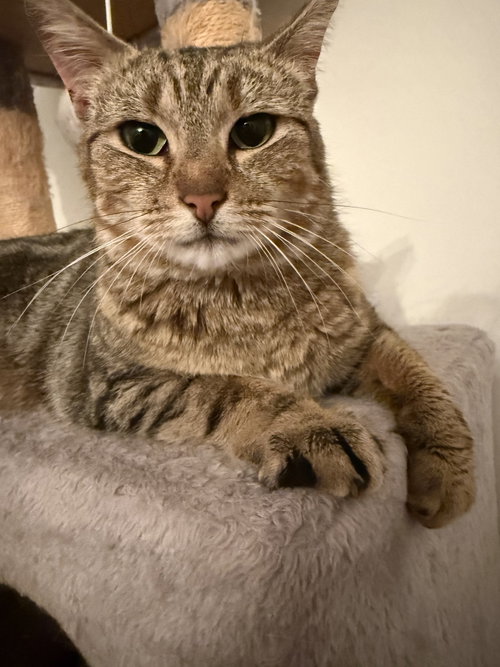 Katarina, Adult Domestic Short Hair (short coat), cat for adoption in Linden, New Jersey