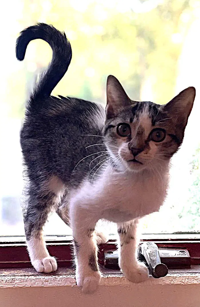 Milah - Domestic Short Hair