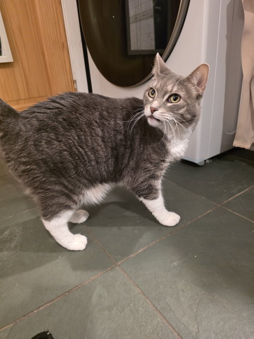 Ambrosia (and Flip-Flop), an adoptable Domestic Short Hair in Trenton, NJ