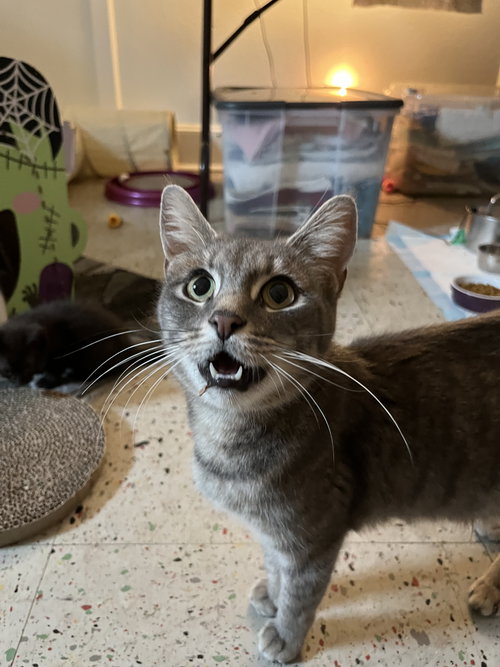 Lady Gray, an adoptable Domestic Short Hair in Trenton, NJ