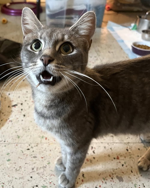 Lady Gray, Adult Domestic Short Hair (short coat), cat for adoption in New Brunswick, New Jersey