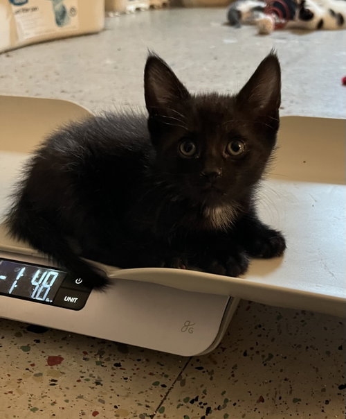Jackson Gray, Baby Domestic Short Hair (short coat), cat for adoption in New Brunswick, New Jersey