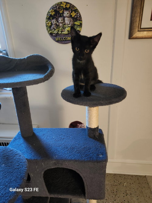 Jackson Gray, Baby Domestic Short Hair (short coat), cat for adoption in Perth Amboy, New Jersey