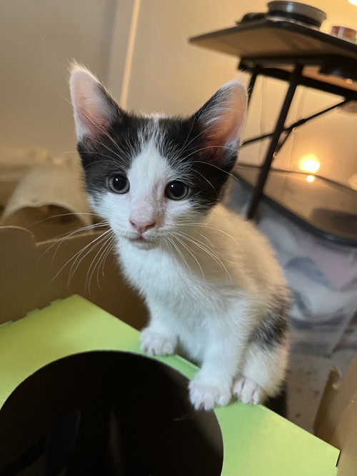 Sparrow Gray, Baby Domestic Short Hair (short coat), cat for adoption in Elizabeth, New Jersey
