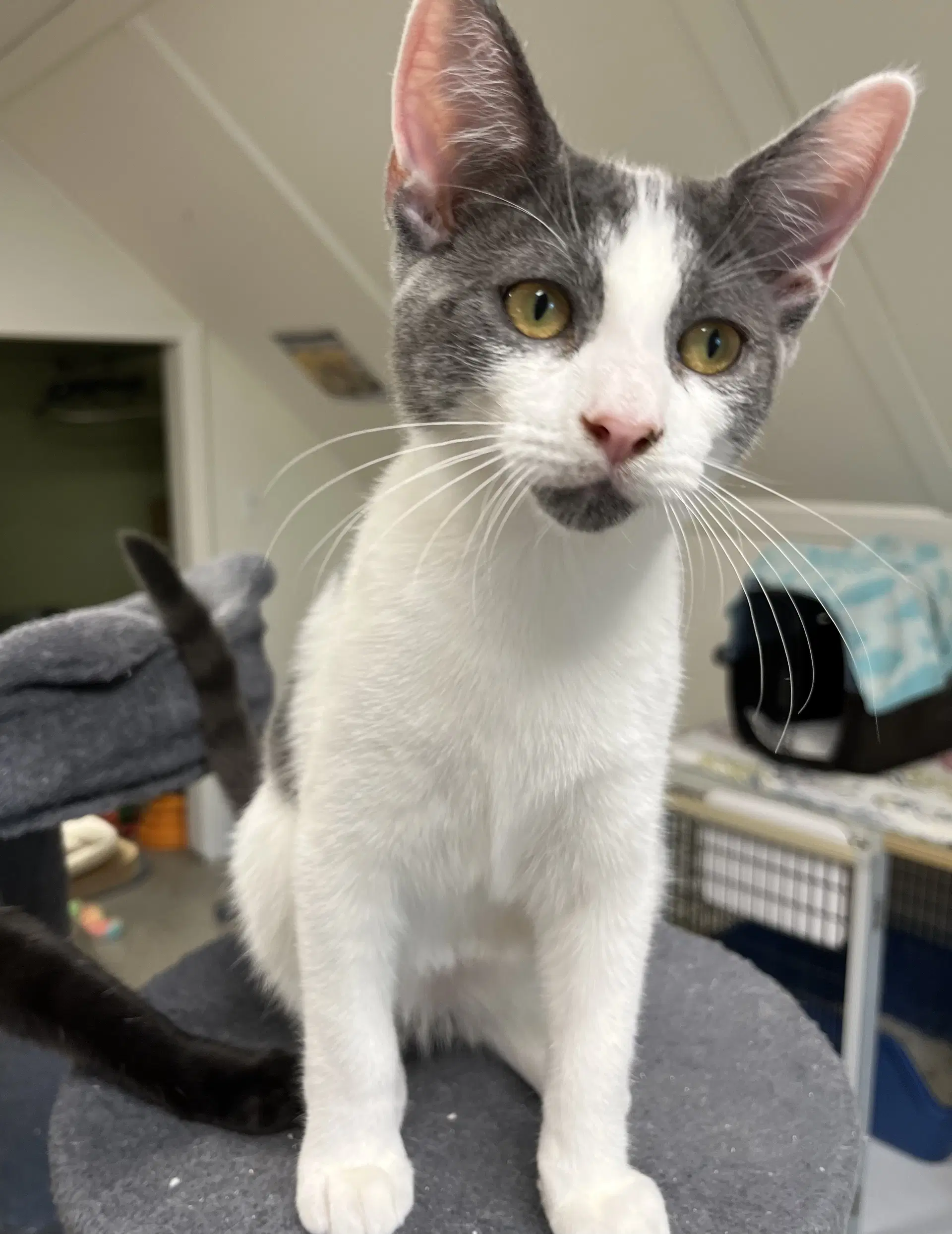 Sparrow Gray And Petals Gray - Domestic Short Hair
