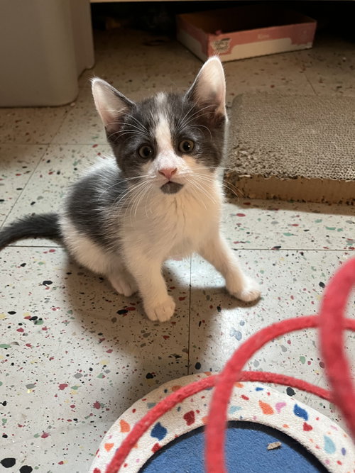 Petals Gray, Baby Domestic Short Hair (short coat), cat for adoption in New Brunswick, New Jersey