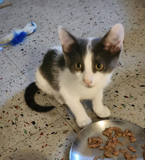 Petals Gray, Baby Domestic Short Hair (short coat), cat for adoption in Perth Amboy, New Jersey