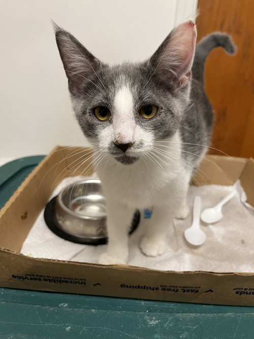 Petals Gray, an adoptable Domestic Short Hair in Trenton, NJ