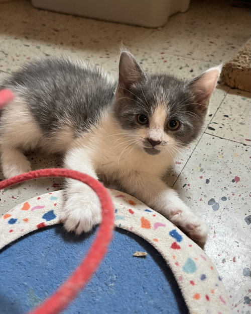 Evie Gray, an adoptable Domestic Short Hair in Trenton, NJ