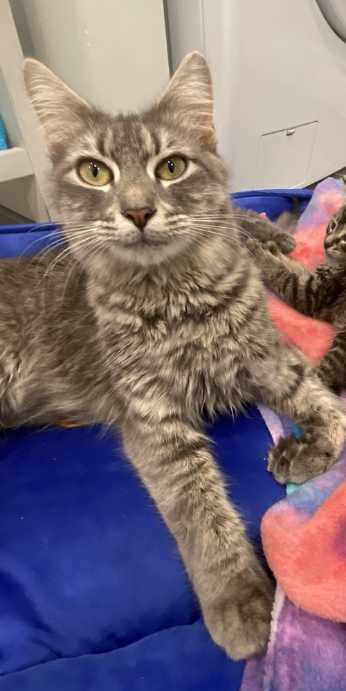 Mama Mocha, an adoptable Domestic Medium Hair in Trenton, NJ