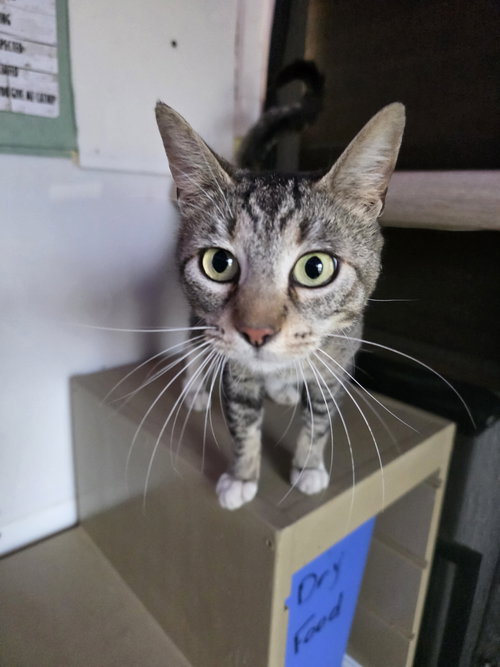 Cylee, an adoptable Domestic Short Hair in Trenton, NJ