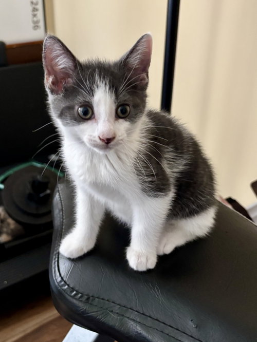 Statistics, Baby Domestic Short Hair (short coat), cat for adoption in New Brunswick, New Jersey