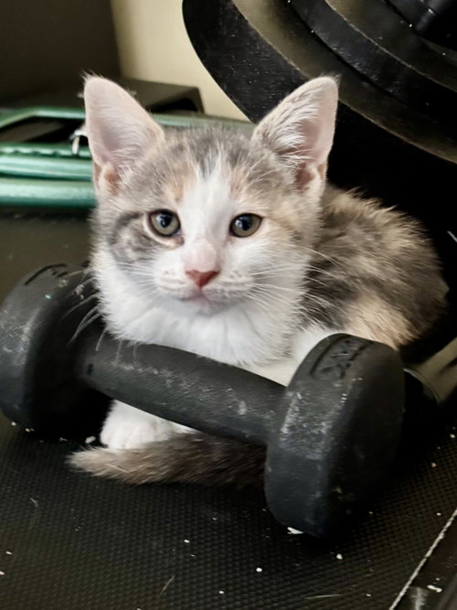 Geometry, Baby Domestic Short Hair (short coat), cat for adoption in New Brunswick, New Jersey
