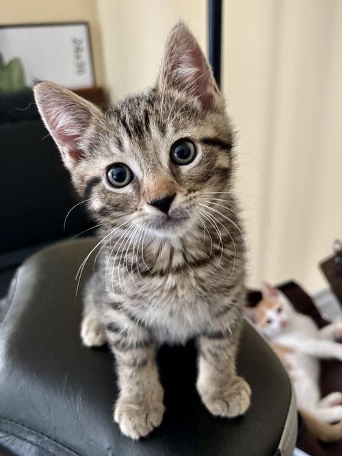Calculus, Baby Domestic Short Hair (short coat), cat for adoption in New Brunswick, New Jersey