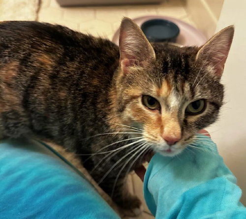 Zenobia, Adult Domestic Short Hair (short coat), cat for adoption in Linden, New Jersey