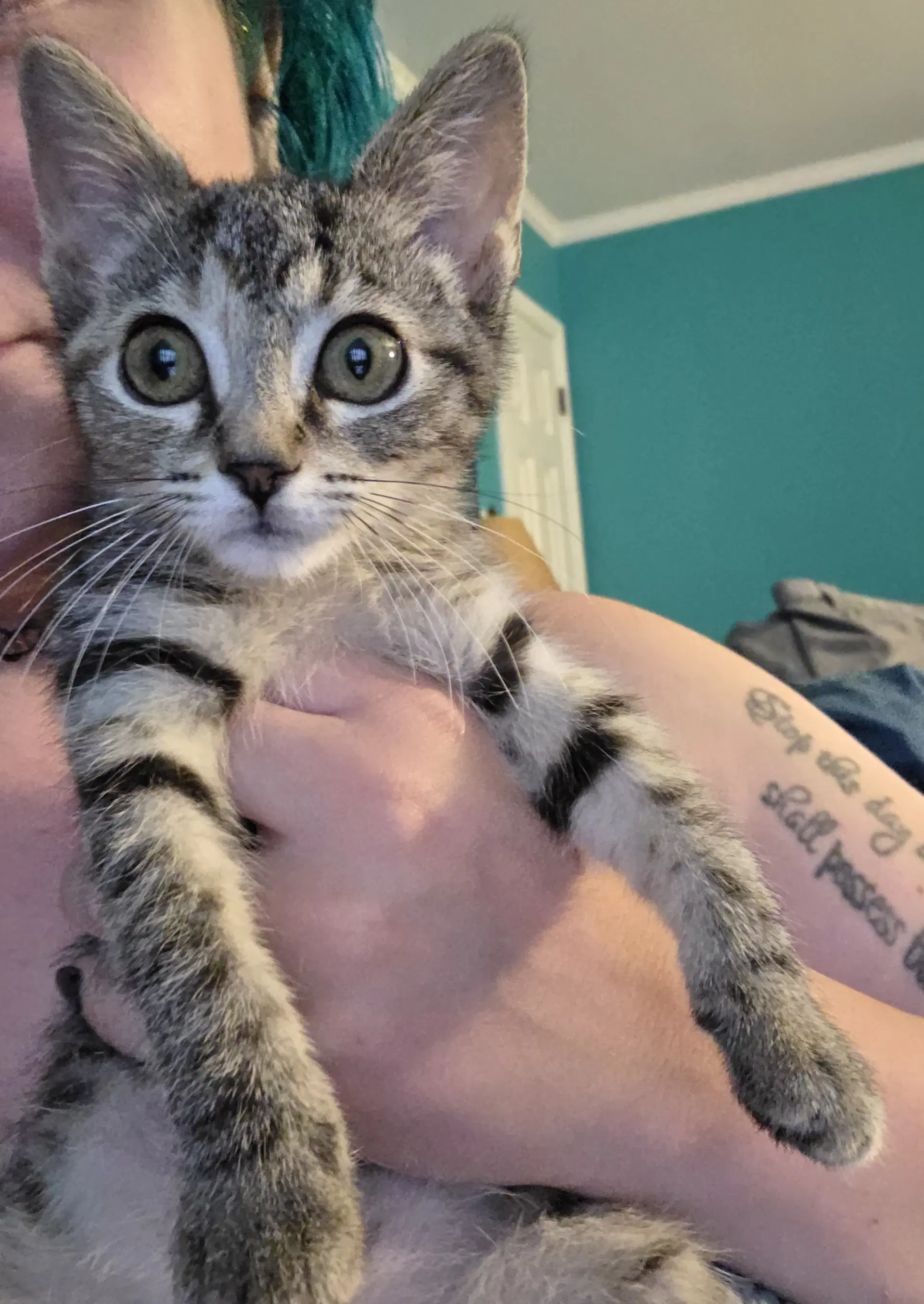Mortadella - Domestic Short Hair