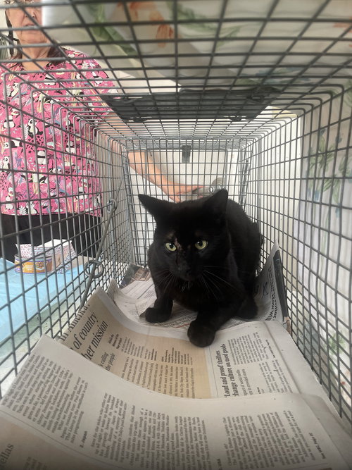 153 S. Logan Ave M Black 1, an adoptable Domestic Short Hair in Trenton, NJ
