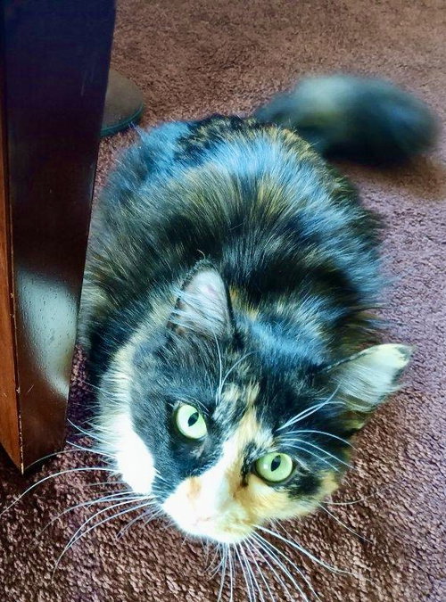Miss Love Bug, Young Domestic Medium Hair (medium coat), cat for adoption in Linden, New Jersey