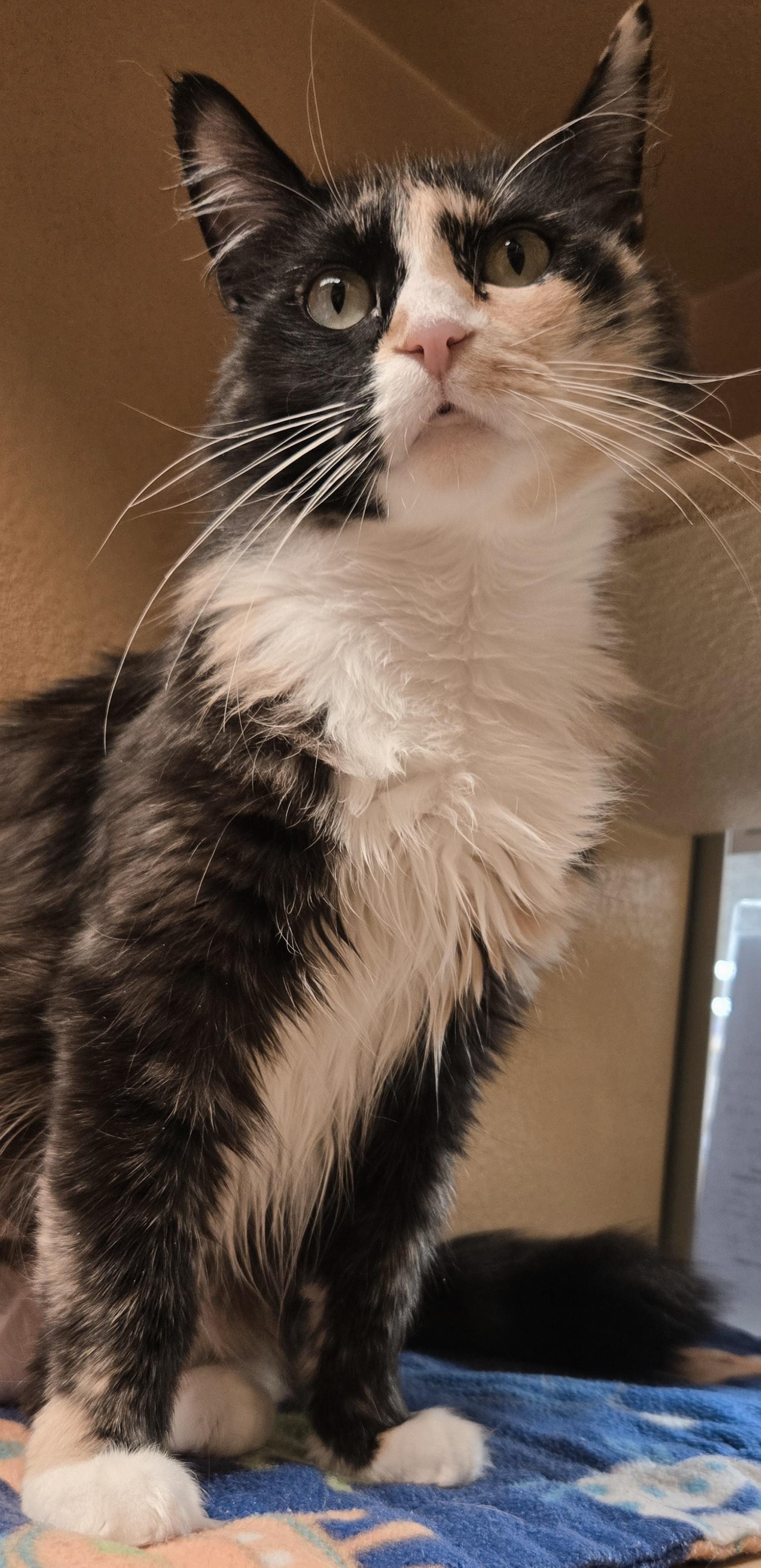 Miss Love Bug