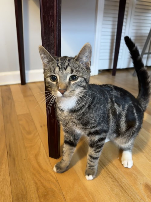 Drakoe (and Yonnie), an adoptable Domestic Short Hair in Trenton, NJ
