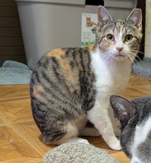 Corla, Young Domestic Short Hair (short coat), cat for adoption in New Brunswick, New Jersey