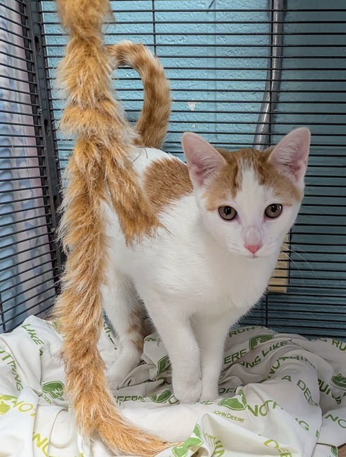Lani, Baby Domestic Short Hair (short coat), cat for adoption in Linden, New Jersey