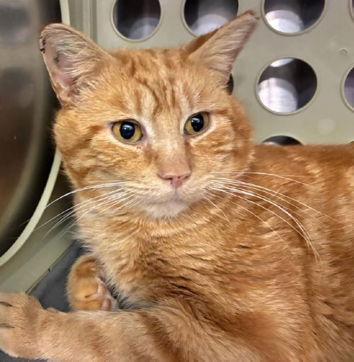 Sultan of Saffron, an adoptable Domestic Short Hair in Trenton, NJ