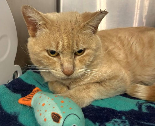 Captain Gingerbread, an adoptable Domestic Short Hair in Trenton, NJ