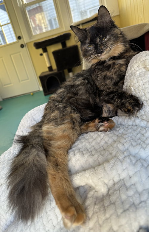 Mary S., Adult Domestic Long Hair (medium coat), cat for adoption in Linden, New Jersey