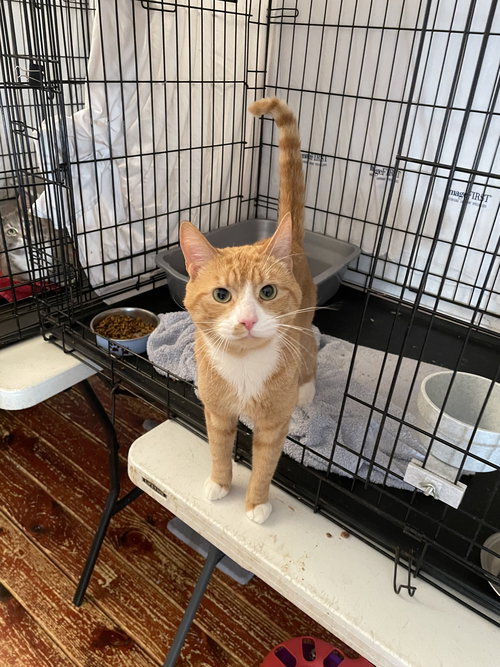 Misae, an adoptable Domestic Short Hair in Trenton, NJ
