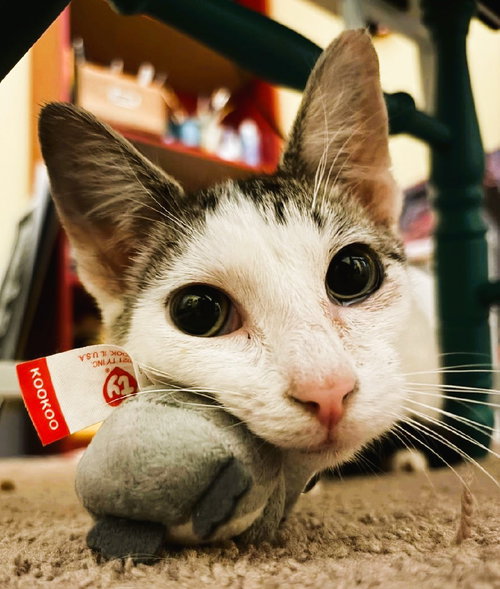 Apple, Young Domestic Short Hair (short coat), cat for adoption in New Brunswick, New Jersey