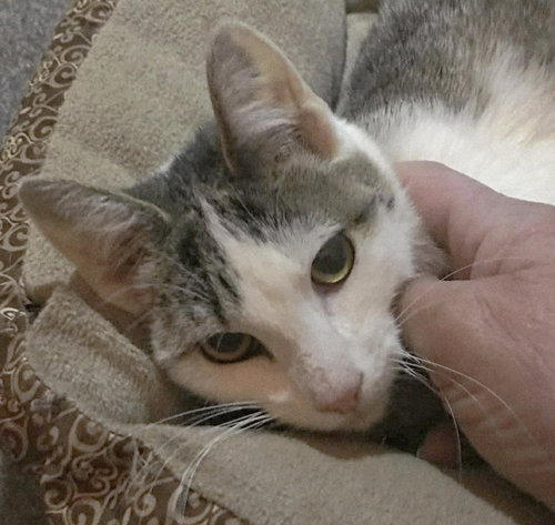 Fruity ( & Pebbles), Young Domestic Short Hair (short coat), cat for adoption in Linden, New Jersey