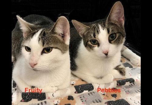 Fruity ( & Pebbles), Young Domestic Short Hair (short coat), cat for adoption in New Brunswick, New Jersey