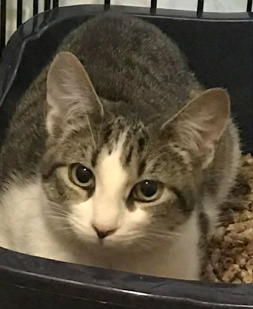 Pebbles (& Fruity), Young Domestic Short Hair (short coat), cat for adoption in Linden, New Jersey