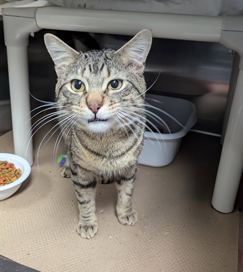 Pit (TAS #3), Adult Domestic Short Hair (short coat), cat for adoption in Linden, New Jersey