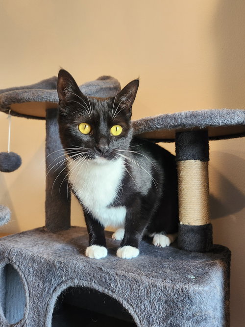 Coco Anna, Adult Domestic Short Hair (short coat), cat for adoption in Linden, New Jersey