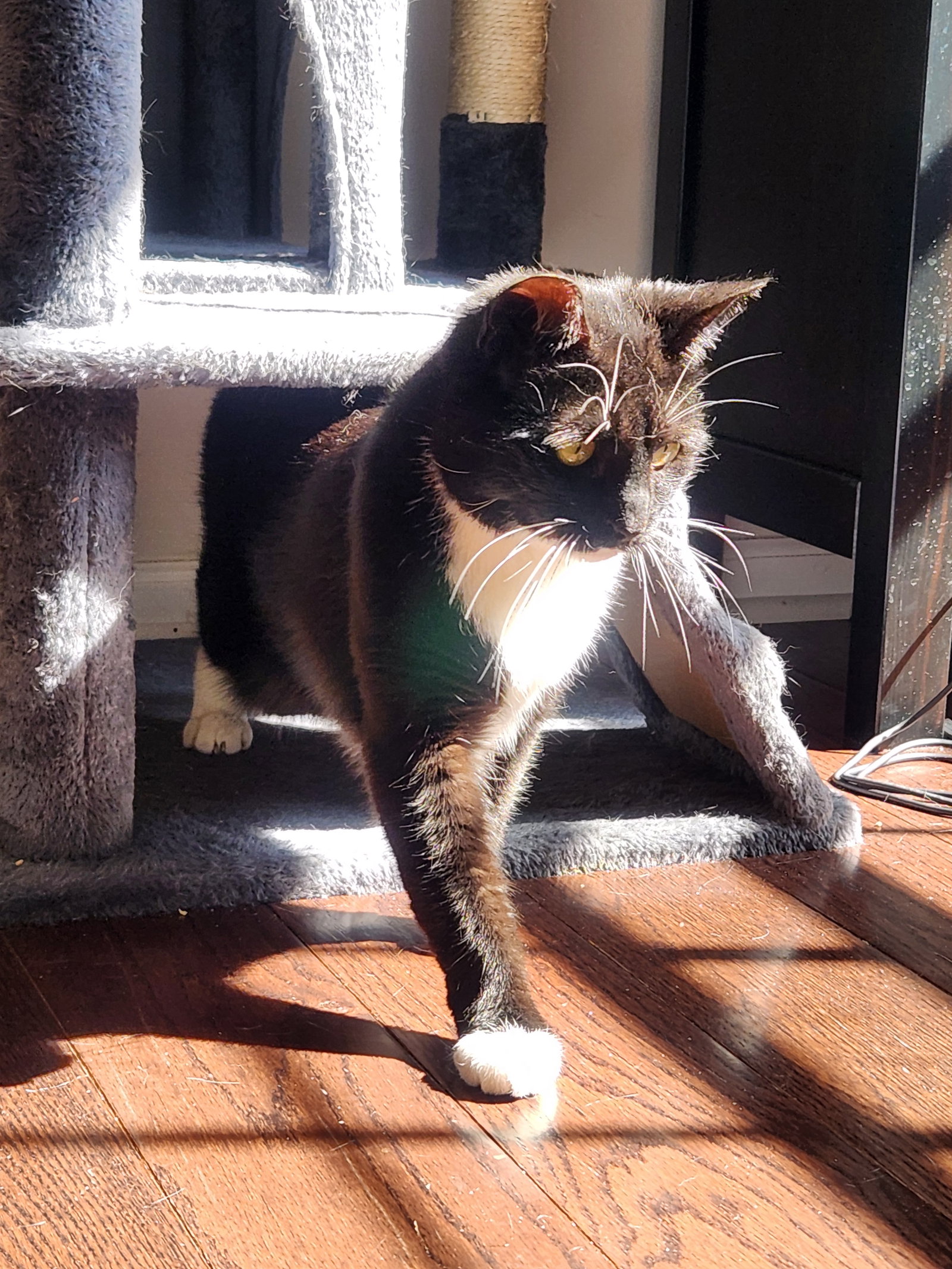 Coco Anna, photo 2