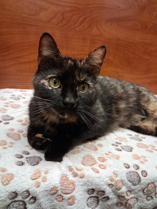 Prima, Young Domestic Short Hair (short coat), cat for adoption in Linden, New Jersey
